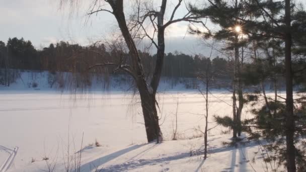 Gefrorener Fluss mit Neuschnee bedeckt und kahler Baum am Ufer — Stockvideo