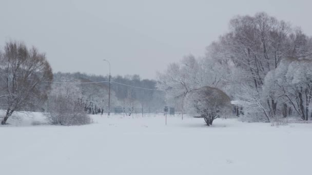 Braune Parkbäume mit Raureif auf Ästen auf verschneiter Wiese — Stockvideo