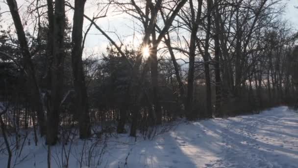 Malerische Landschaft mit gefrorenem, schneebedecktem Wald und an sonnigen Wintertagen. — Stockvideo