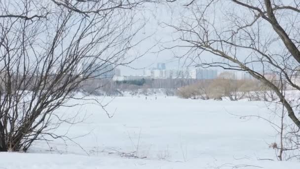 Weite verschneite Wiese mit braun gefrorenen Büschen und kahlen Bäumen — Stockvideo