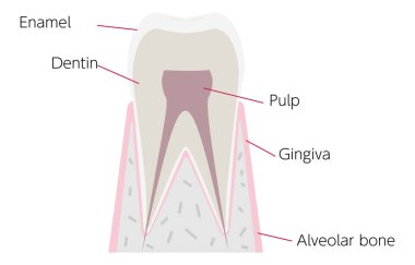 İngilizce 'deki her bölümün isimleriyle basit diş anatomisi.