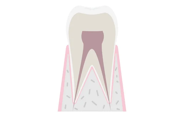 Ilustração Vetorial Simples Gráfico Anatomia Dente — Vetor de Stock