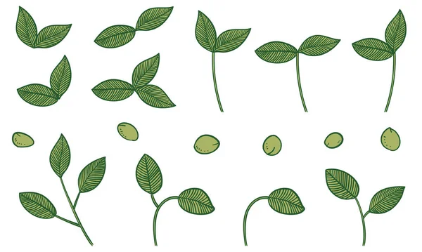 Botanikai Illusztrációk Levelek Vénák Gyümölcsök — Stock Vector
