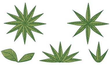 Botanik çizimler: yapraklar, damarlar, ilkel görüntüler