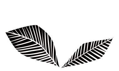 Botanik çizimler: yapraklar, damarlar, ilkel görüntüler