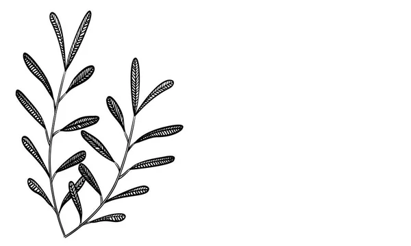Ботанічні Ілюстрації Прикраса Заголовка Листя Вени Плоди — стоковий вектор