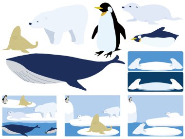 Sürüklenen buz, kutup ayıları, penguenler, deniz aslanları, kürk fokları ve balinalar.