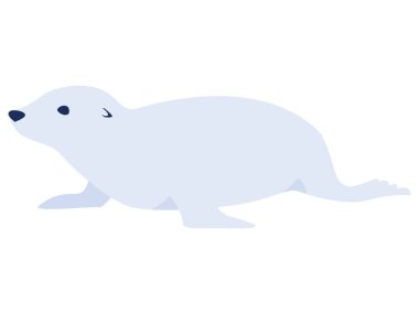 Deniz aslanı deniz aslanı.