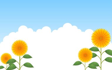 Ayçiçekleri ve giriş bulutları mavi gökyüzüne karşı