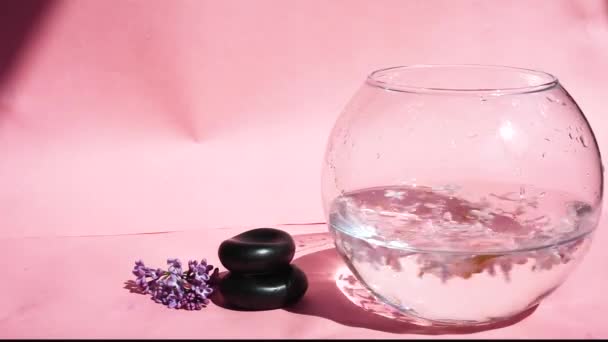 Vase mit lila Blüten auf rosa Hintergrund — Stockvideo