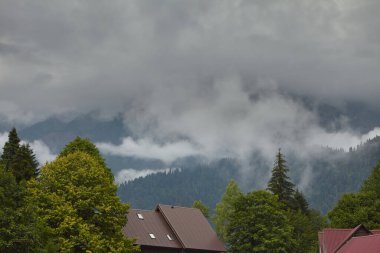 Ağaç gökyüzüne karşı taçlanıyor. Dağ manzarası. orman ağacı