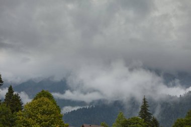 Ağaç gökyüzüne karşı taçlanıyor. Dağ manzarası. orman ağacı