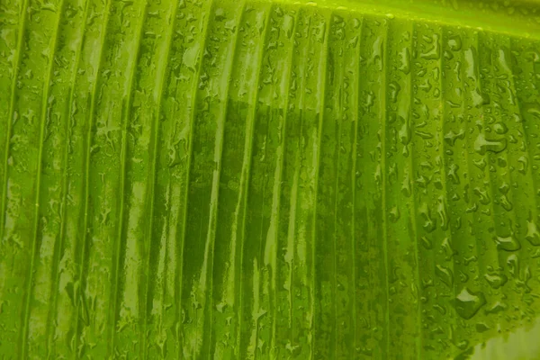 Sluiten Tot Groene Bananenblad Textuur Met Water Dro — Stockfoto