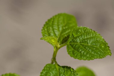 Plectranthus australis 'in yeşil yaprakları gri arka planda.