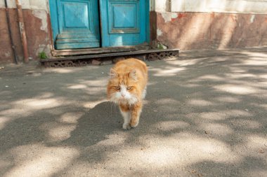 Evsiz bir hayvan. Sokak kırmızı kedisi. Evsiz kedi. Sahnedeki kedi