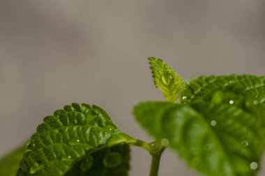 Plectranthus australis 'in yeşil yaprakları gri arka planda.