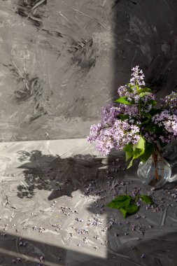 Mor ve pembe leylak çiçekleri. Cam vazoda gri beton bir duvara yaslanmış leylak demeti. Metnin için boşluk ile - Resim