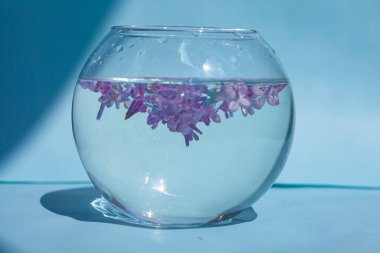 Leylak çiçekleri suda yüzer. Cam vazoda mor ve pembe çiçekler. Mavi bir arkaplanda