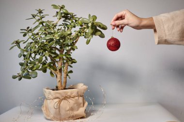 Ev bitkisi Crassula ovata yeşim ağacından yapılmış Noel ağacı. Sıfır atık, çevre dostu Noel. Eller fabrikayı Noel süsüyle süslüyor.