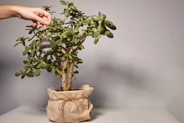 ハウスプラントから作られたクリスマスツリー Crassula Ovata玉の植物のお金の木 手はクリスマスの装飾で植物を飾る — ストック写真