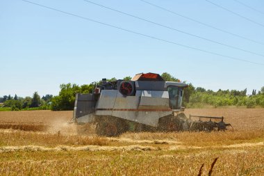 Buğday tarlasında hasat işliyor. Olgun mahsul toplama süreci.