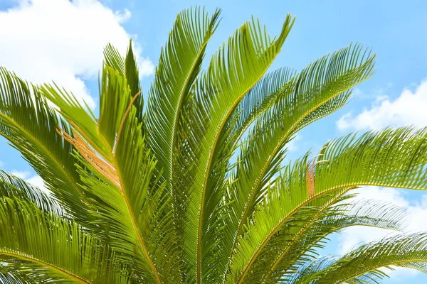 Palmblad Tegen Blauwe Lucht Achtergrond — Stockfoto