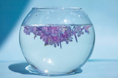 Leylak çiçekleri suda yüzer. Cam vazoda mor ve pembe çiçekler. Mavi bir arkaplanda