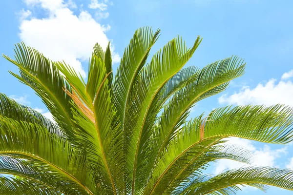 Palmblad Tegen Blauwe Lucht Achtergrond — Stockfoto