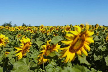 Ayçiçeği tarlası doğa sahnesi. Ayçiçekleri. Ayçiçeği tarlası manzarası. Ayçiçeği tarlası görünümü