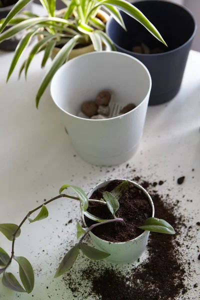 生活様式の概念 家庭経済学 白いキッチンで自宅で花を植え替える — ストック写真