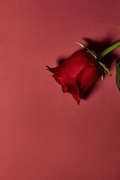 Single beautiful red rose. Love Concept, Shot From Above. Red background