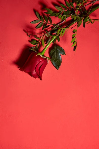 Rosa Roja Hermosa Soltera Concepto Amor Filmado Desde Arriba Fondo — Foto de Stock