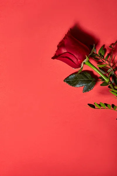 Krásná Rudá Růže Love Concept Shot Shove Červené Pozadí — Stock fotografie