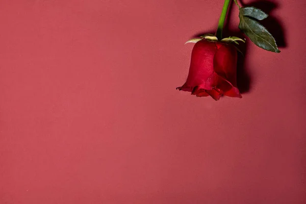 Rosa Roja Hermosa Soltera Concepto Amor Filmado Desde Arriba Fondo — Foto de Stock