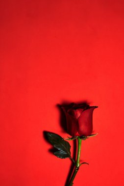 Tek güzel kırmızı gül. Aşk Konsepti, Yukarıdan Atış. Kırmızı arkaplan