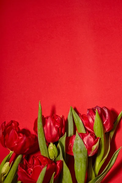 Ramo Tulipanes Rojos Concepto Para Día San Valentín Día Mujer — Foto de Stock