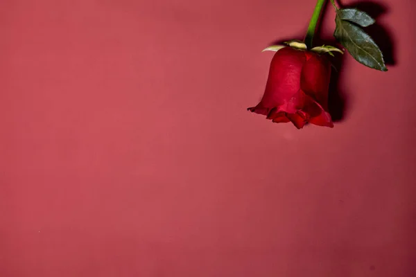 Single Beautiful Red Rose Love Concept Shot Red Background — Stock Photo, Image