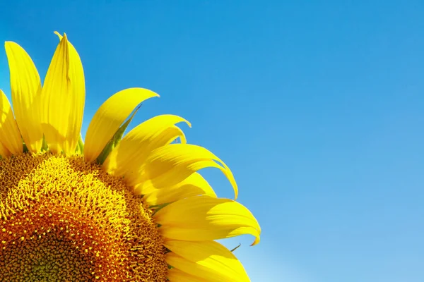 Fondo Natural Girasol Girasol Floreciendo Primer Plano Del Girasol —  Fotos de Stock