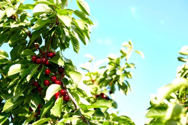Kiraz ağacından sarkan olgun kirazlar. Meyvelerin üzerine su damlacıkları, kiraz bahçeleri 