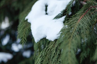 Kışın Noel ağacında kar yağar