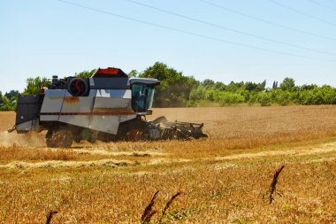 Buğday tarlasında hasat işliyor. Olgun mahsul toplama süreci.