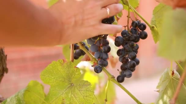 Ręce wyrywają dojrzałe winogrona — Wideo stockowe