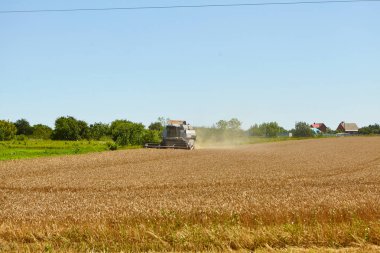 Buğday tarlasında hasat işliyor. Olgun mahsul toplama süreci.