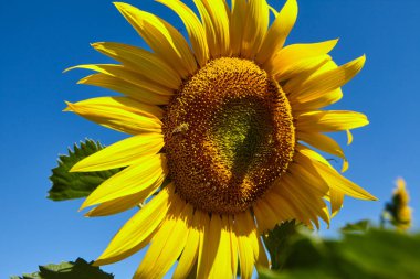 Ayçiçeği doğal arka plan. Çiçek açan ayçiçeği. Ayçiçeğinin yakın çekimi