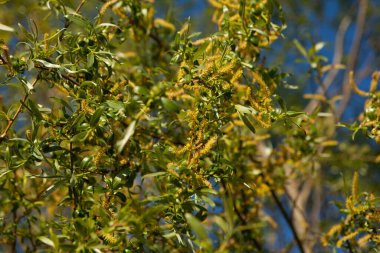 Ağaçta taze fındık yaprakları var. İlkbaharda doğa