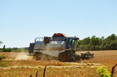 Buğday tarlasında hasat işliyor. Olgun mahsul toplama süreci.