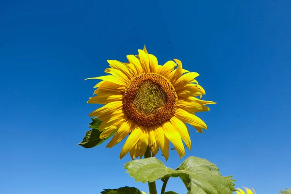 Fondo Natural Girasol Girasol Floreciendo Primer Plano Del Girasol —  Fotos de Stock