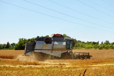 Buğday tarlasında hasat işliyor. Olgun mahsul toplama süreci.