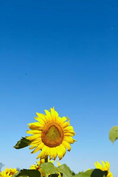 Fondo Natural Girasol Girasol Floreciendo Primer Plano Del Girasol —  Fotos de Stock