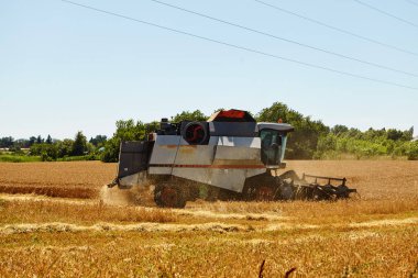 Buğday tarlasında hasat işliyor. Olgun mahsul toplama süreci.